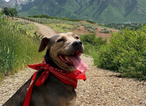 Dimple Dell Regional Park Is A Unique Dog-Friendly Destination In Utah Perfect For An Outdoor Adventure