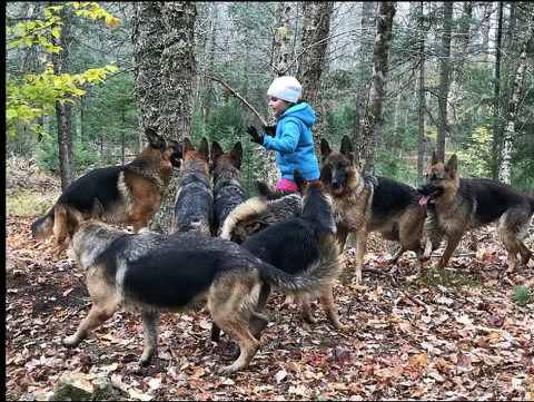 Combine A Love Of Nature And Dogs On This 1.5-Mile Private Guided Hike In Maine