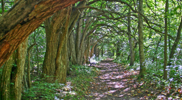 There’s Nothing Quite As Magical As The Tunnel Of Trees You’ll Find At Sugarcreek MetroPark In Ohio