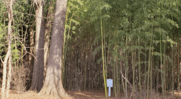 Most People Have No Idea This Enchanting Bamboo Forest In Virginia Even Exists