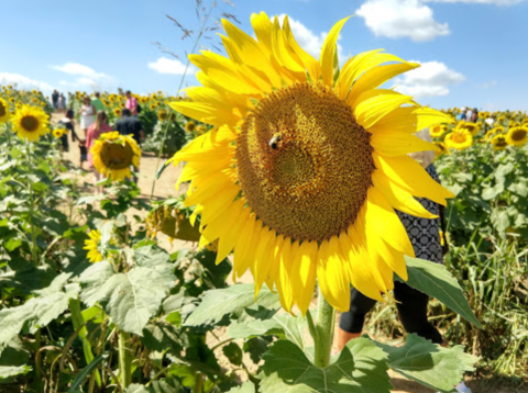 Virginia's Beaver Dam Sunflower Festival Might Just Be The Most Cheerful Event Of The Year