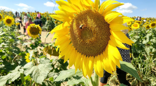 Virginia’s Beaver Dam Sunflower Festival Might Just Be The Most Cheerful Event Of The Year