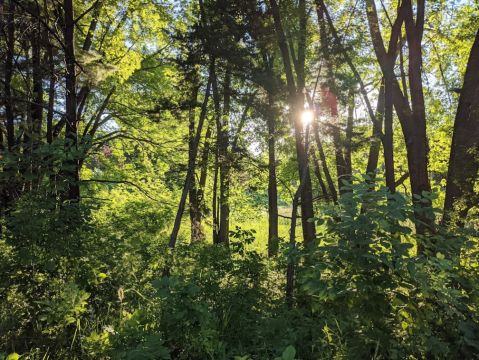 Immerse Yourself In Nature Along A Rare Forest Bathing Trail In Minnesota's Silverwood Park