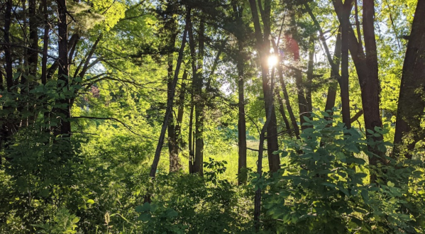 Immerse Yourself In Nature Along A Rare Forest Bathing Trail In Minnesota’s Silverwood Park