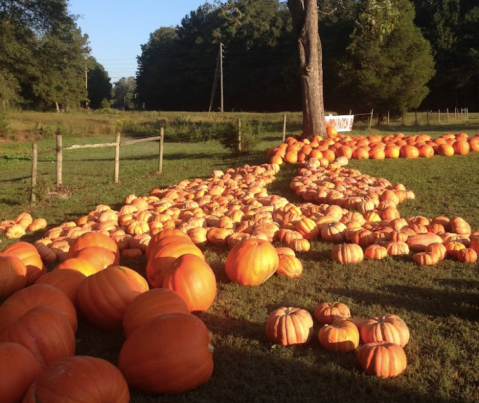 This Hidden Gem Georgia Farm Offers U-Pick Pumpkins, Apple Donuts, & A Cow Train
