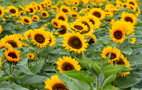 New Jersey's Holland Ridge Farms Is Opening Its Stunning Sunflower Fields This Fall