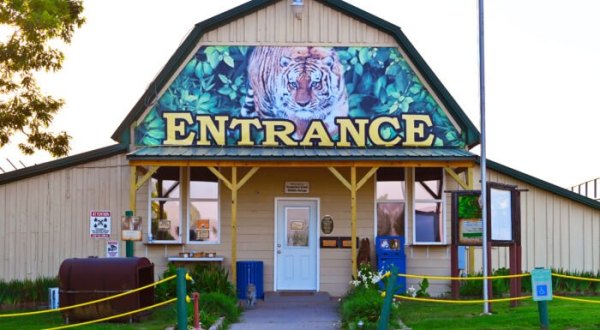 One Of The Most Incredible Small Businesses In Arkansas, Turpentine Creek Wildlife Refuge Is A Haven For Big Cats
