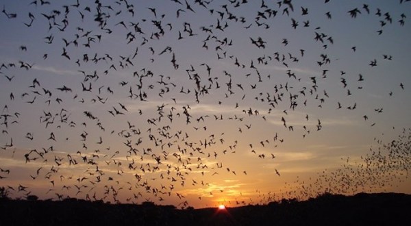 Watch Dozens Of Bats Fly Above Your Head At Carlsbad Caverns National Park In New Mexico