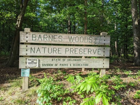 Walk Through Untouched Old Growth Forest At Delaware's Barnes Woods Nature Preserve