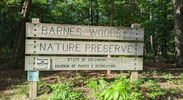 Walk Through Untouched Old Growth Forest At Delaware’s Barnes Woods Nature Preserve