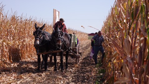 The Unique Fall Festival In Nebraska You Won't Find Anywhere Else
