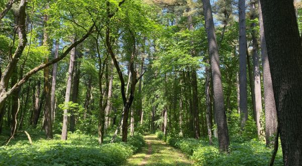 One Of The Most Beautiful Illinois State Forests, Lowden-Miller State Forest, Is One You Probably Never Heard Of