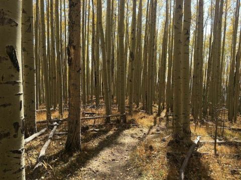 Spend The Day In Thick Aspen Trees On This Steep But Short Trail In New Mexico