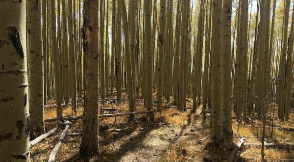 Spend The Day In Thick Aspen Trees On This Steep But Short Trail In New Mexico