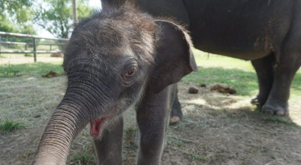 You Can’t Stay Away From The Endangered Ark Foundation In Oklahoma, Home To The Largest Herd Of Asian Elephants In America