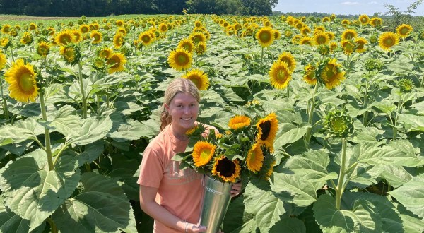 Pick Your Own Sunflowers At This Charming Farm Hiding In Maryland