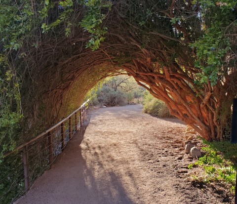 Boyce Thompson Arboretum Features A Tunnel Of Trees In Arizona And It's Positively Magical