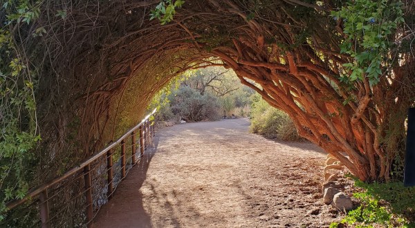 Boyce Thompson Arboretum Features A Tunnel Of Trees In Arizona And It’s Positively Magical