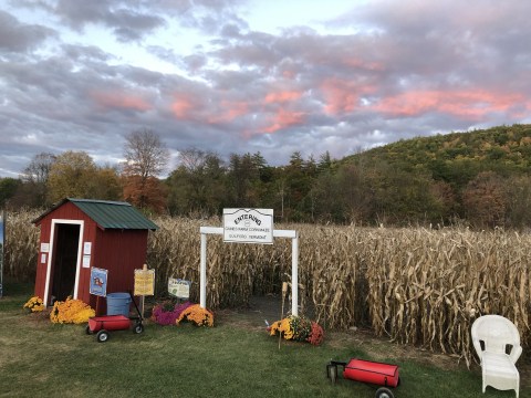Wander Through Corn Fields And Play With Pups When You Visit This Vermont Farm 