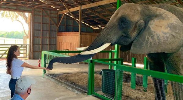 You’ll Never Forget A Visit To Myakka Elephant Ranch, A One-Of-A-Kind Elephant Ranch In Florida