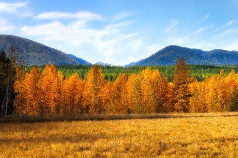 When And Where To Expect Montana's Fall Foliage To Peak This Year