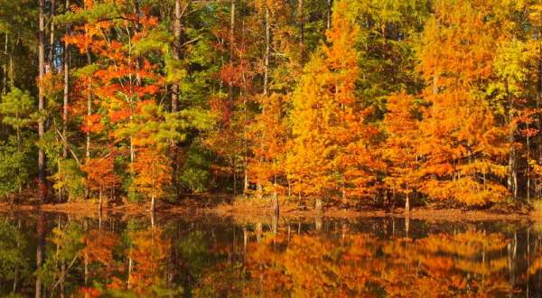 The Best Times And Places To View Fall Foliage In South Carolina