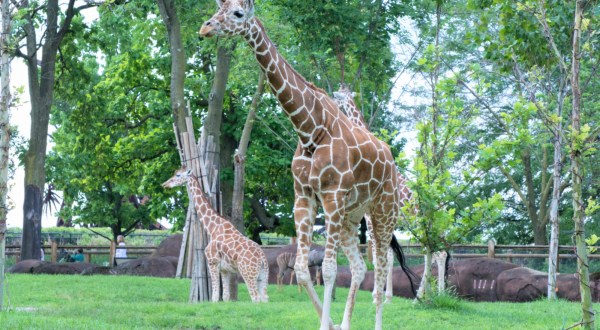 Saint Louis Zoo In Missouri Is One Of The Nine Best Zoos In The U.S., According To Travel & Leisure