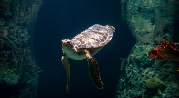 The PPG Aquarium In Pennsylvania Has Officially Been Named One Of The Best In The Country