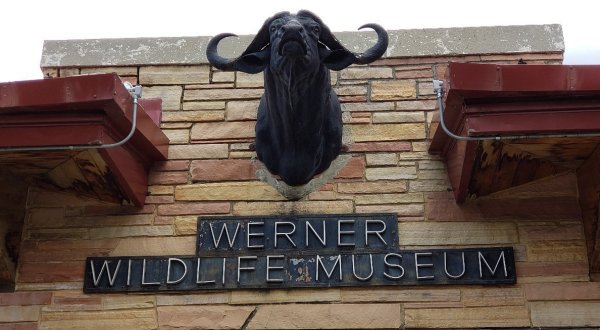 You Could Spend Hours Looking At Critters At The Werner Wildlife Museum In Wyoming