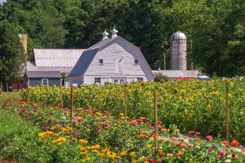 Pick Your Own Fruit And Flowers At This Charming Farm Hiding In Virginia