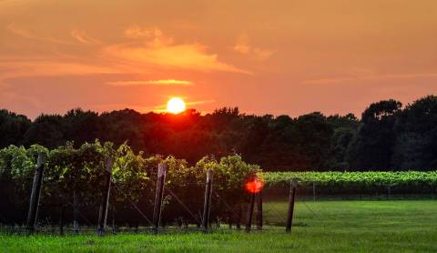 Visit The Largest Winery In Virginia, Williamsburg Winery, For A Day Of Delicious Wine Tasting