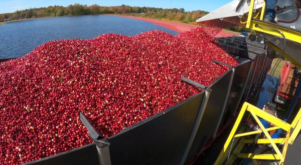Take A One-Of-A-Kind Cranberry Harvest Tour In Massachusetts This Fall