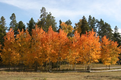 When And Where To Expect Wyoming’s Fall Foliage To Peak This Year