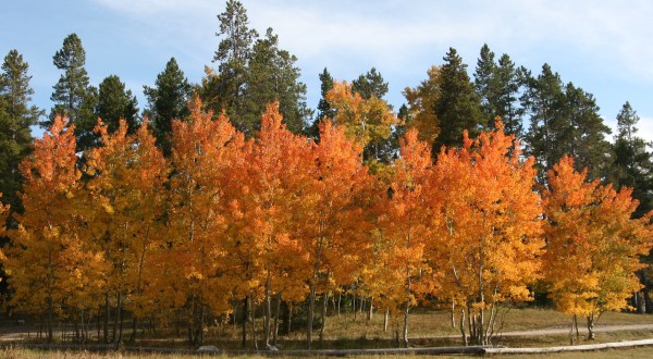 When And Where To Expect Wyoming’s Fall Foliage To Peak This Year