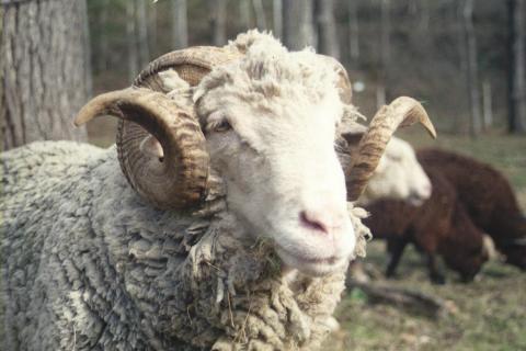 You Can Go Camping With Sheep At Tawney Farm In West Virginia