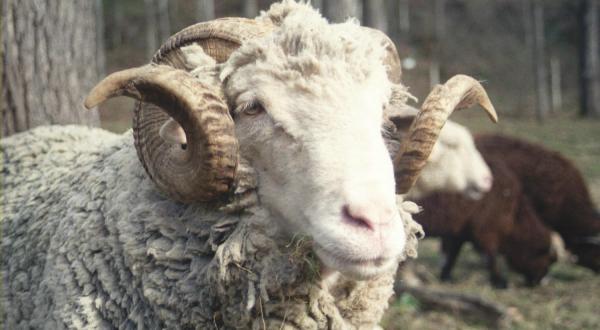 You Can Go Camping With Sheep At Tawney Farm In West Virginia