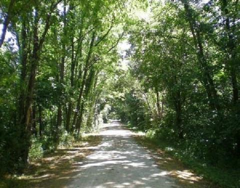 There's Nothing Quite As Magical As The Tunnel Of Trees You'll Find At Katy Trail State Park In Missouri