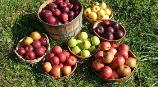 Nothing Says Fall Is Here More Than A Visit To Pittsburgh’s Charming Apple Orchard