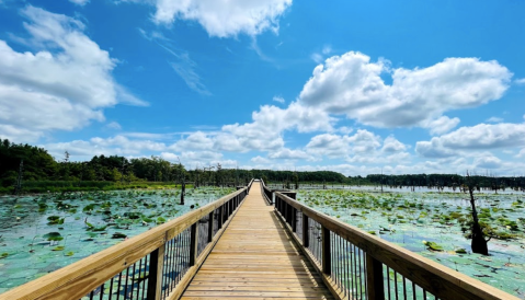 Get Away From It All Along The Nature Trails At The Black Bayou National Wildlife Refuge In Louisiana