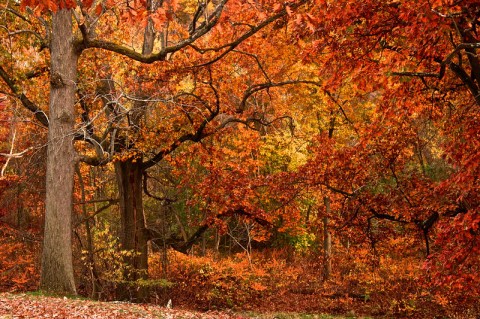 When And Where To Expect Pennsylvania's Fall Foliage To Peak This Year