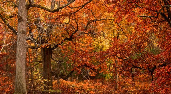 When And Where To Expect Pennsylvania’s Fall Foliage To Peak This Year