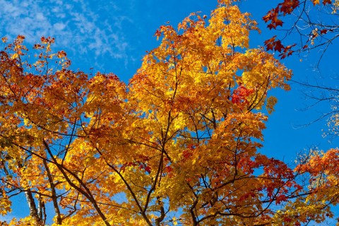 The Best Times And Places To View Fall Foliage In Michigan