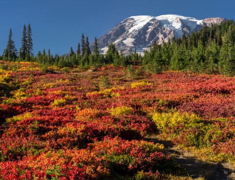 When And Where To Expect Washington's Fall Foliage To Peak This Year