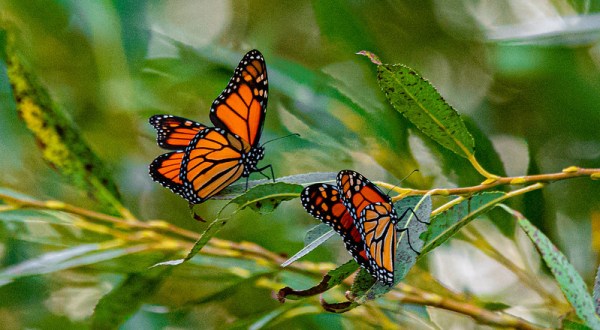 Thousands Of Monarch Butterflies Are Headed Straight For Cleveland This Fall