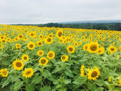 Walk Through 50 Acres Of Blooms At Meadowbrooke Gourds Sunflower Festival, The Most Beautiful Festival In Pennsylvania
