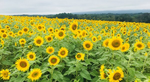 Walk Through 50 Acres Of Blooms At Meadowbrooke Gourds Sunflower Festival, The Most Beautiful Festival In Pennsylvania