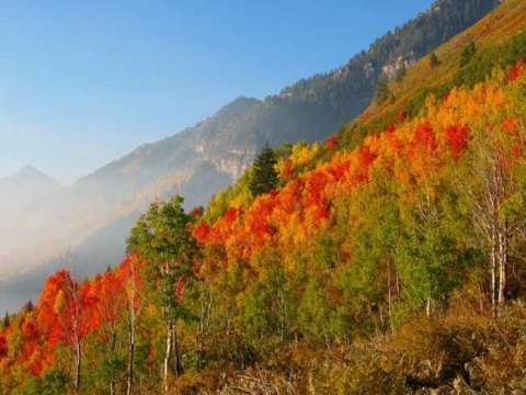 When And Where To Expect Utah's Fall Foliage To Peak This Year