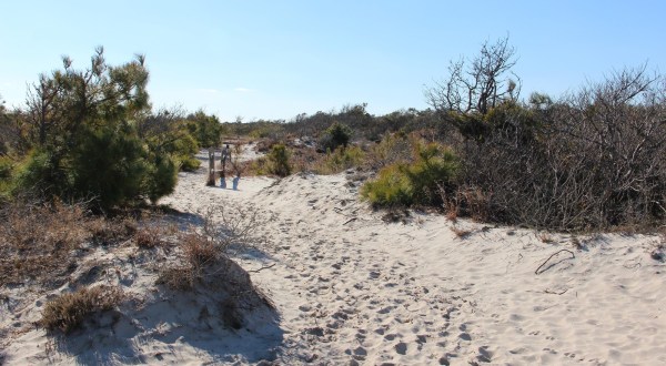 Follow A Sandy Path Along This Trail When You Visit Assateague Island National Seashore In Maryland