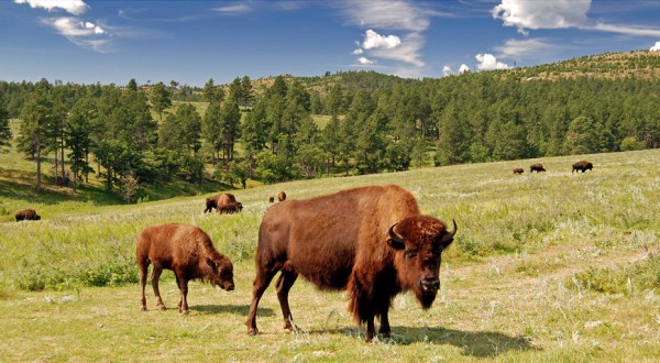 Some People Say Custer State Park Is So Special, It Should Become America’s Next National Park