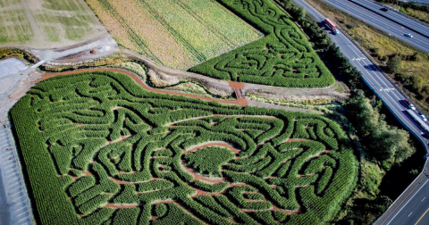 Get Lost In These 6 Awesome Corn Mazes In Washington This Fall